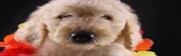 Standard Poodle dogs for sale: Dolly P - Ad 5