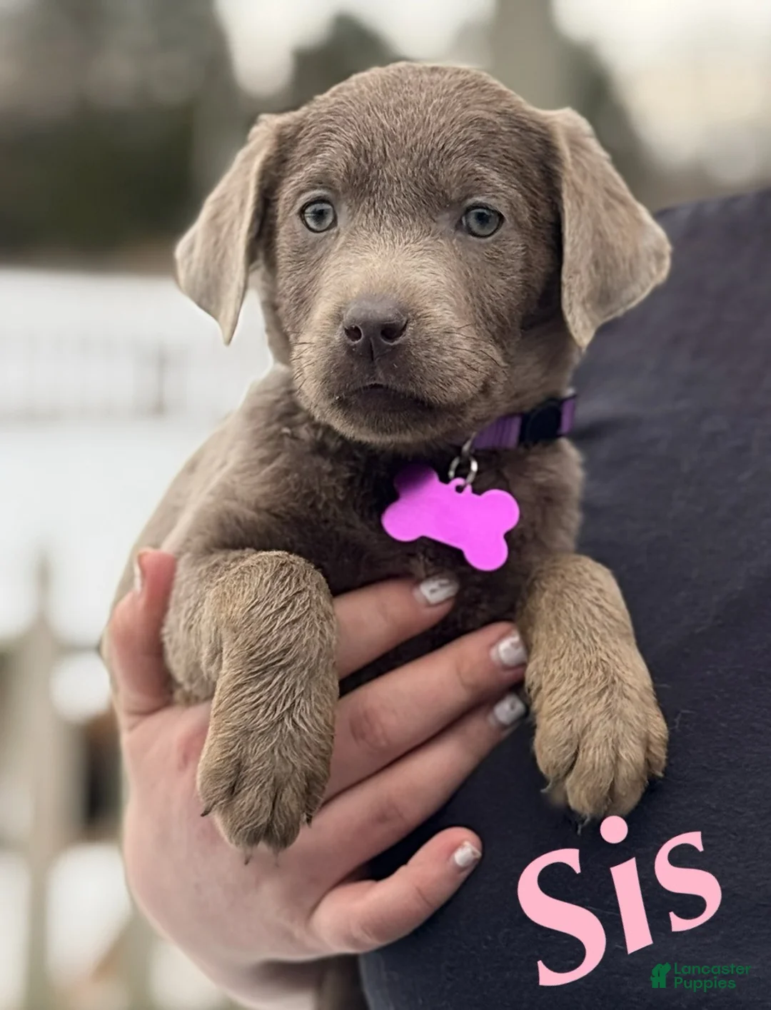 Labrador Retriever dogs for sale: Labrador Retriever Puppy 1 - Ad 5