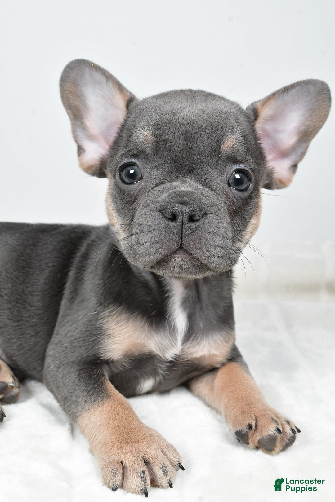 French Bulldog dogs for sale: Finley - Ad 3