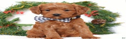 Cavapoo dogs for sale: Corbin - Ad 2