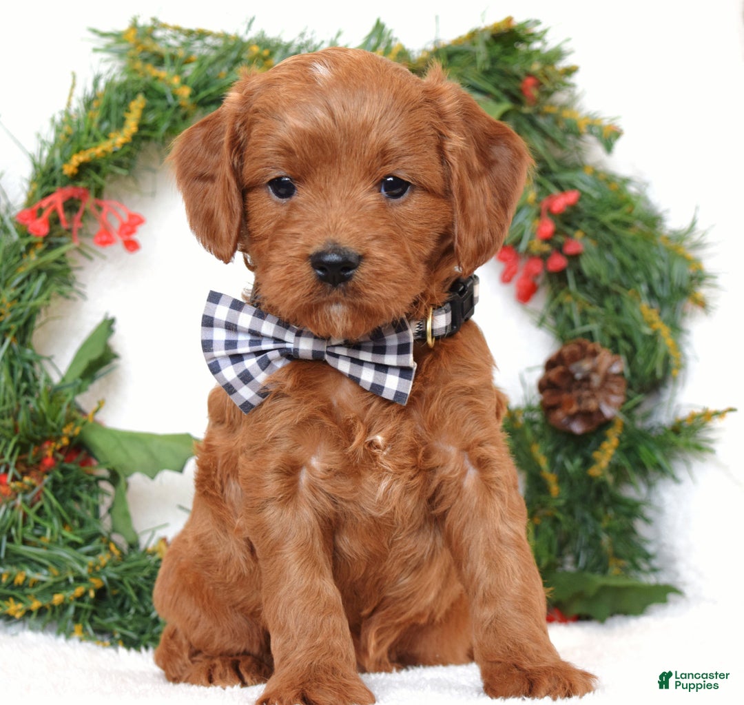 Cavapoo dogs for sale: Corbin - Ad 2