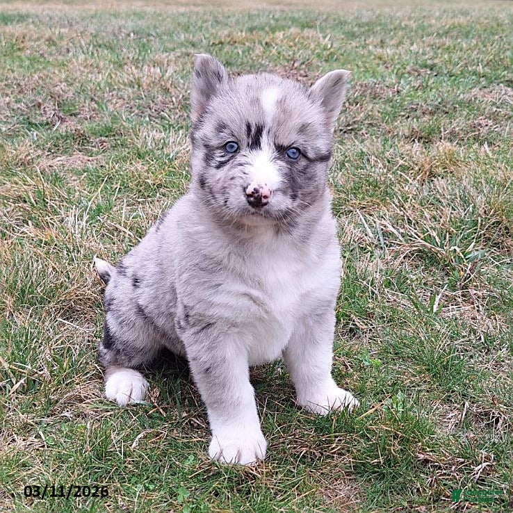 Gerberian Shepsky dogs Luna  - Ad 1