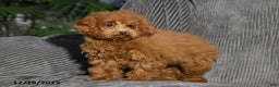 Miniature Poodle dogs for sale: Kally - Ad 2