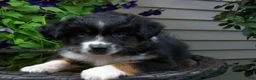 Miniature Australian Shepherd dogs for sale: Mira - Ad 3