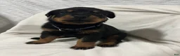 Rottweiler dogs for sale: lady - Ad 3