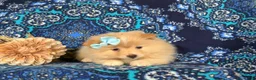 Pomeranian dogs for sale: Monette - Ad 11