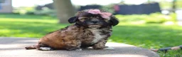Shih Tzu dogs for sale: Fiona - Ad 9
