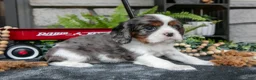 Cavalier King Charles Spaniel dogs for sale: Kingston - Ad 1