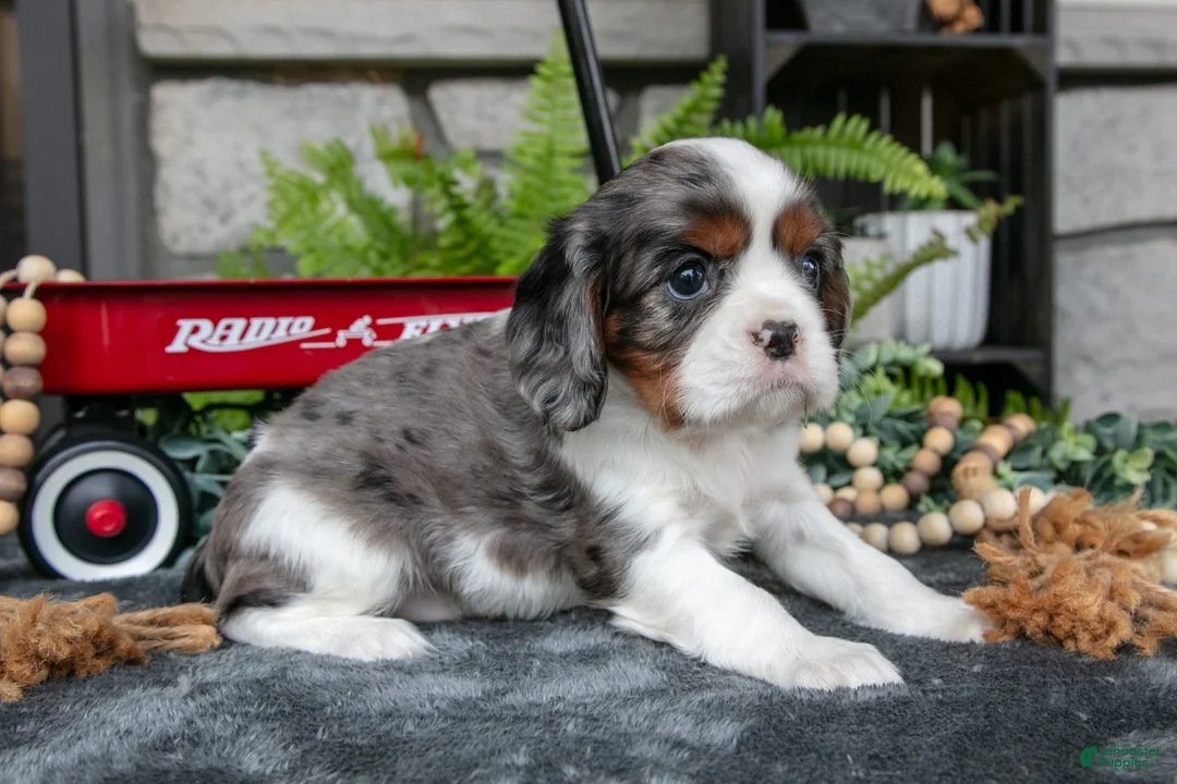 Cavalier King Charles Spaniel dogs for sale: Kingston - Ad 1