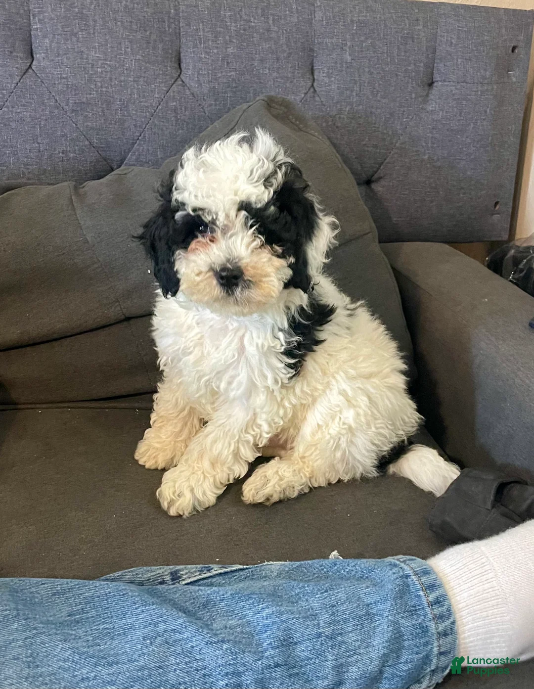 Cockapoo dogs for sale: Patch - Ad 1