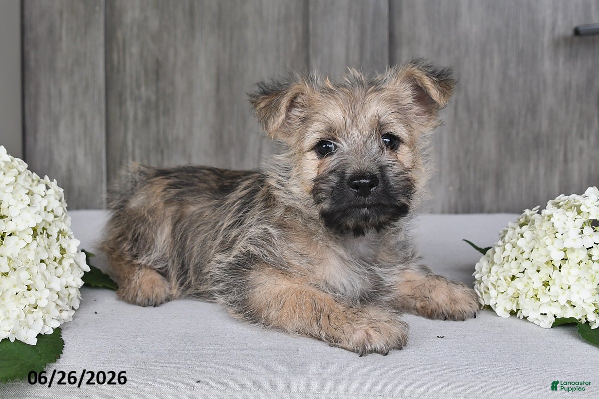 Cairn Terrier dogs Alex - Ad 1
