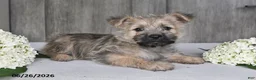 Cairn Terrier dogs for sale: Alex - Ad 6