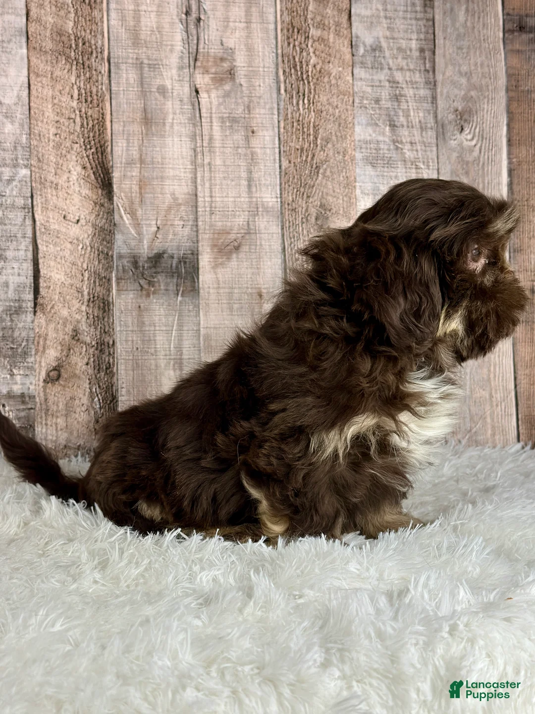 Shih Tzu dogs for sale: Boy Kobe - 8933 - Ad 3