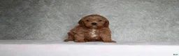 Cavapoo dogs for sale: Milo - Ad 4