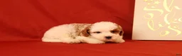 Cavapoo dogs for sale: Gavin - Ad 3