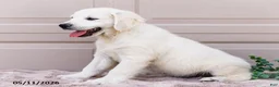 Golden Retriever dogs for sale: Miles - Ad 4