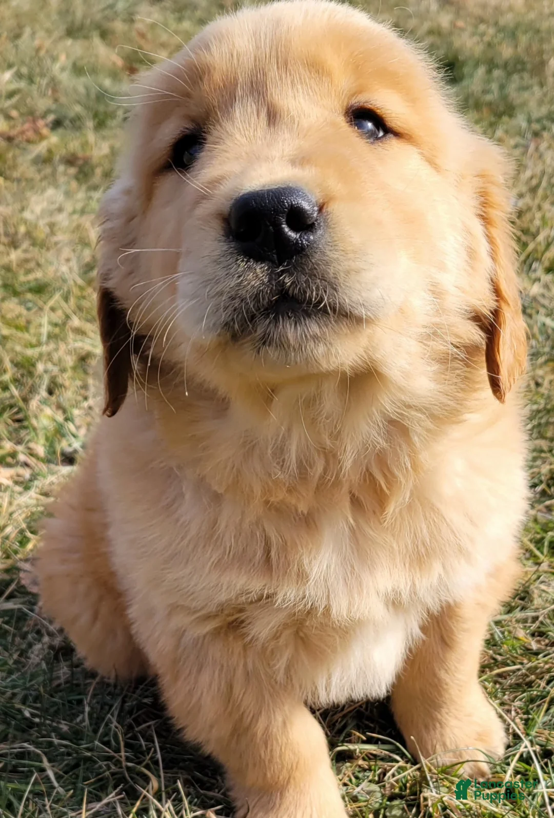 Golden Retriever dogs for sale: Dash - Ad 6