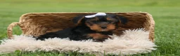 Yorkshire Terrier dogs for sale:  Bowie 🐶✨ - Ad 6