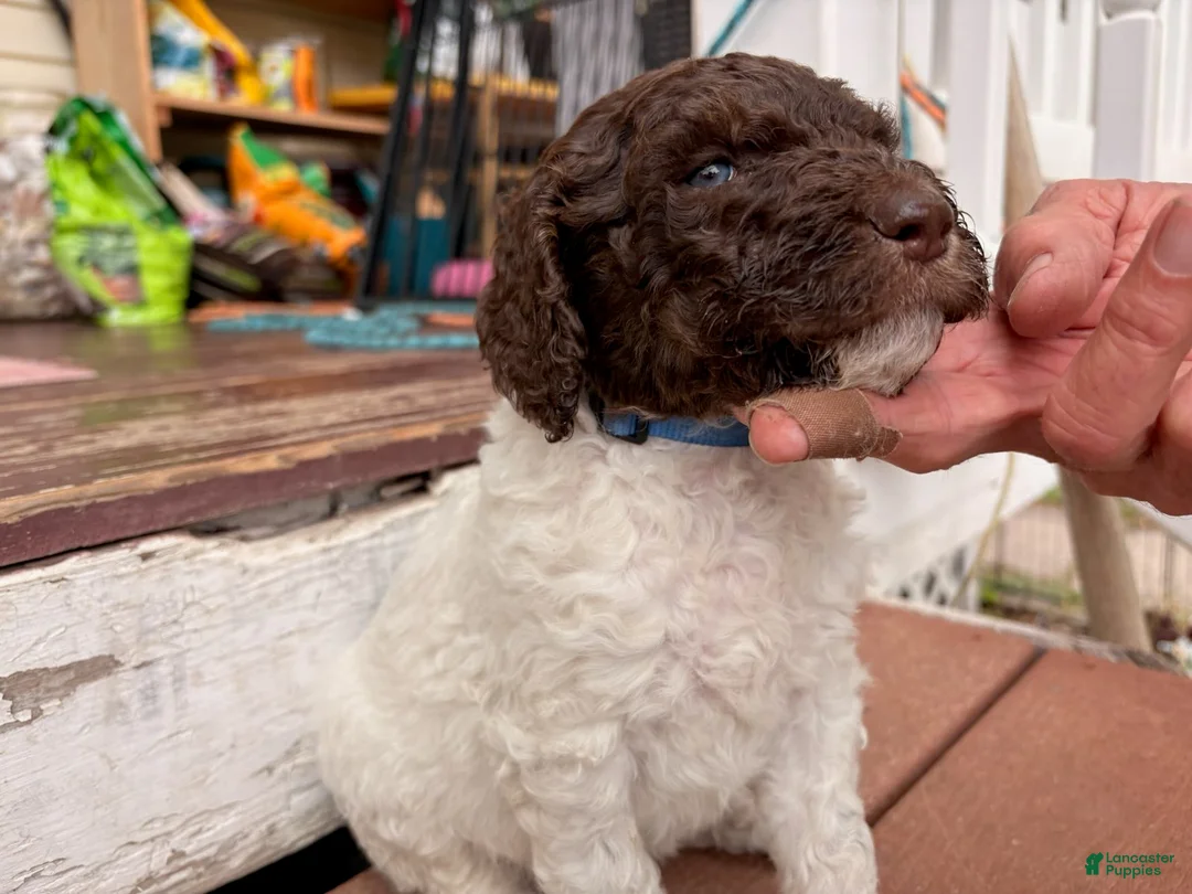 Mixed Breed dogs for sale: Lucky - Ad 3