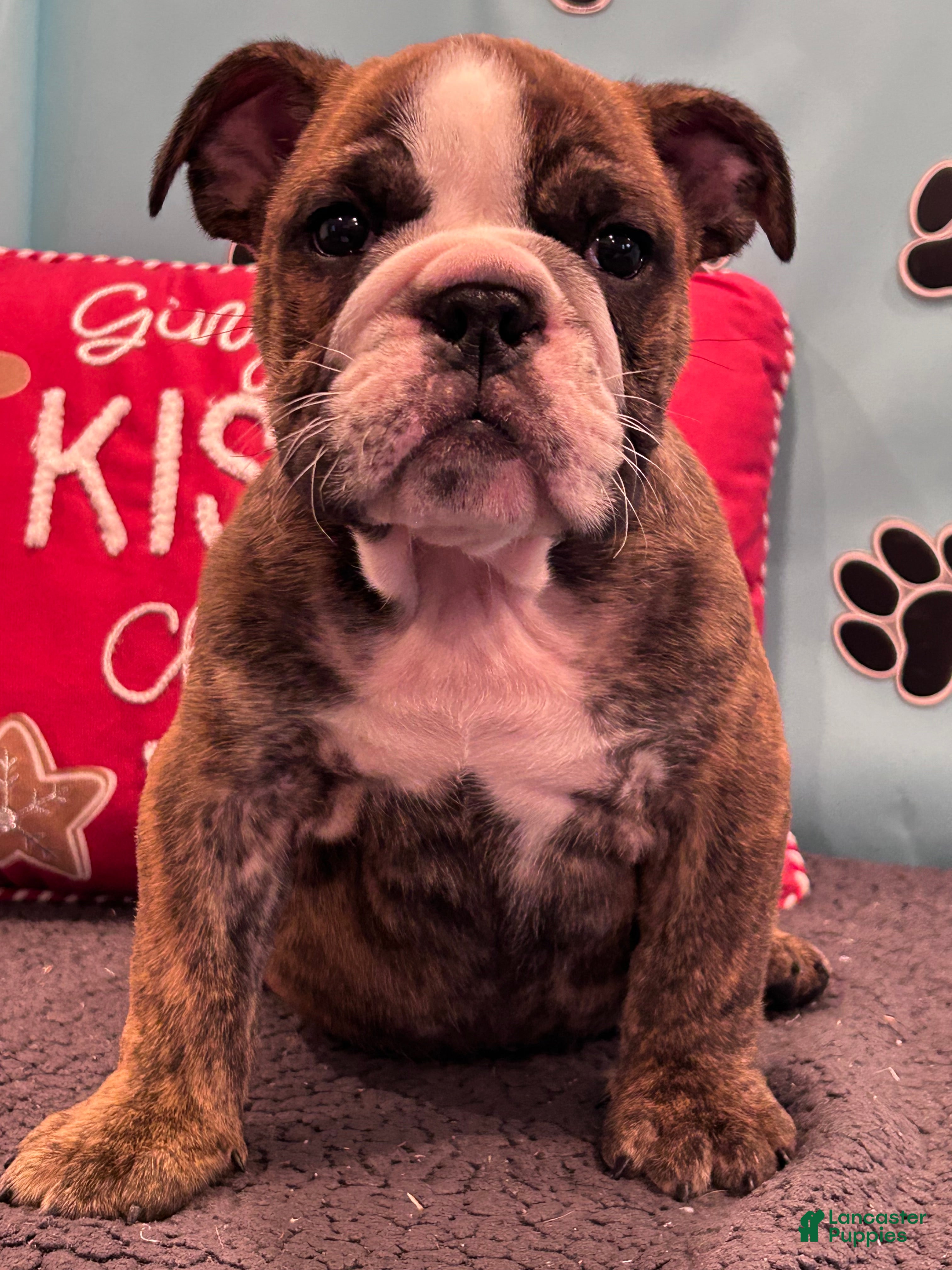 English Bulldog dogs SAWYER - Ad 4