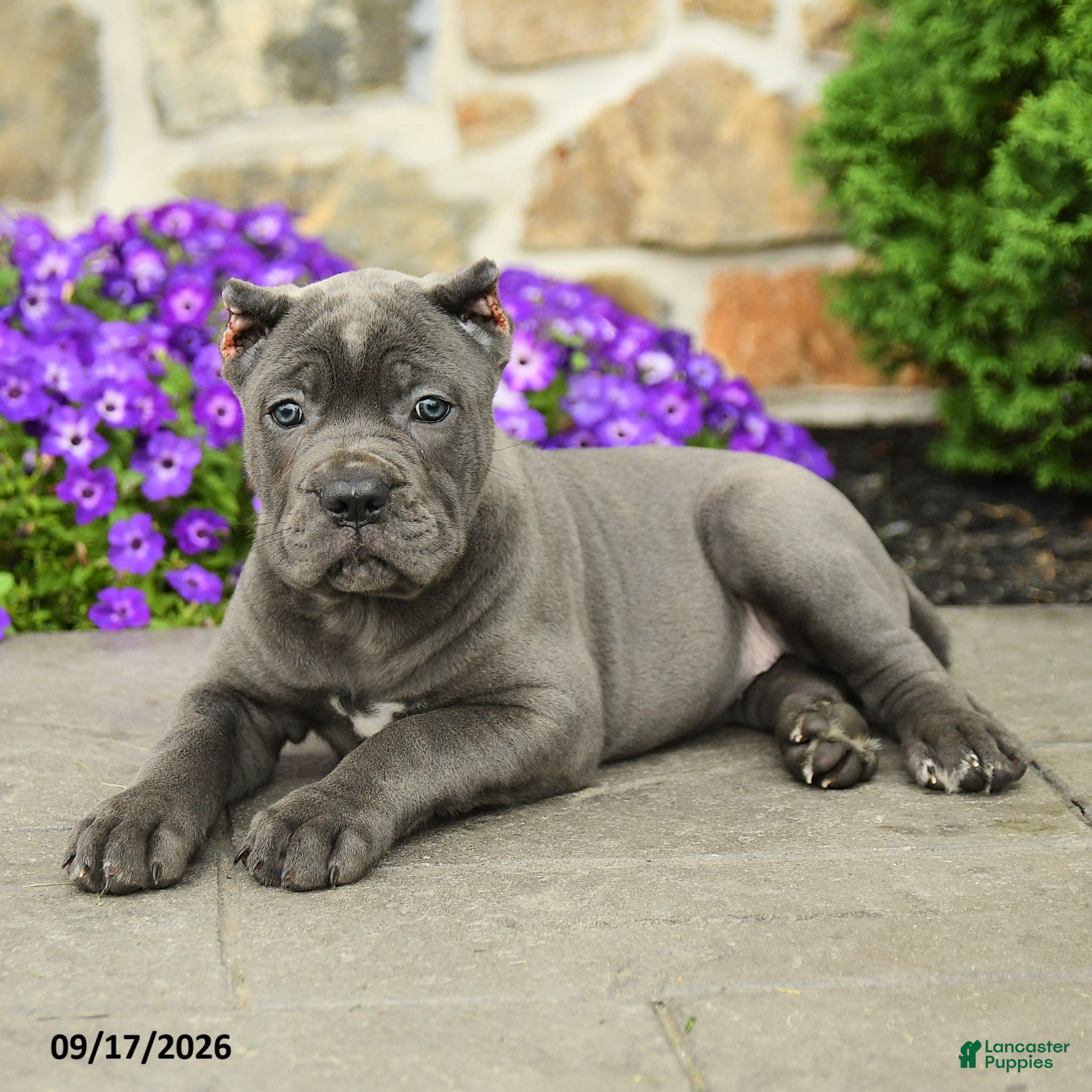 Cane Corso dogs Clover - Ad 2