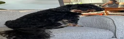 Cavapoo dogs for sale: Littlefoot - Ad 15