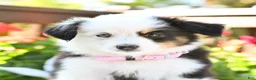 Miniature Australian Shepherd dogs for sale: Brittany  - Ad 4
