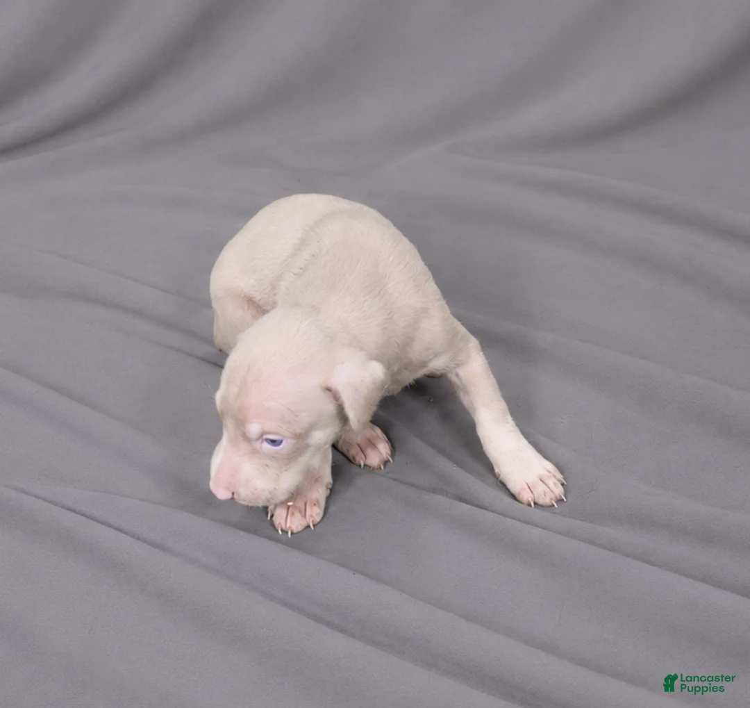 Doberman Pinscher dogs for sale: Nuriel - Ad 1