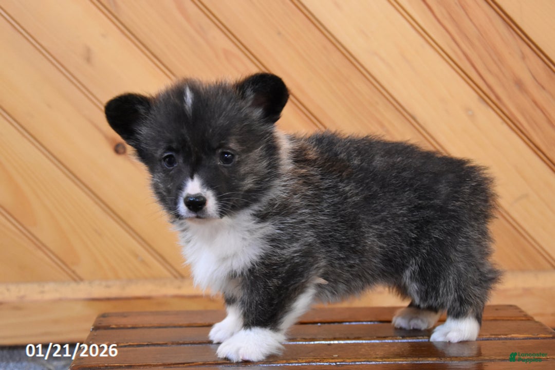 Welsh Corgi Pembroke dogs for sale: Stanley - Ad 2