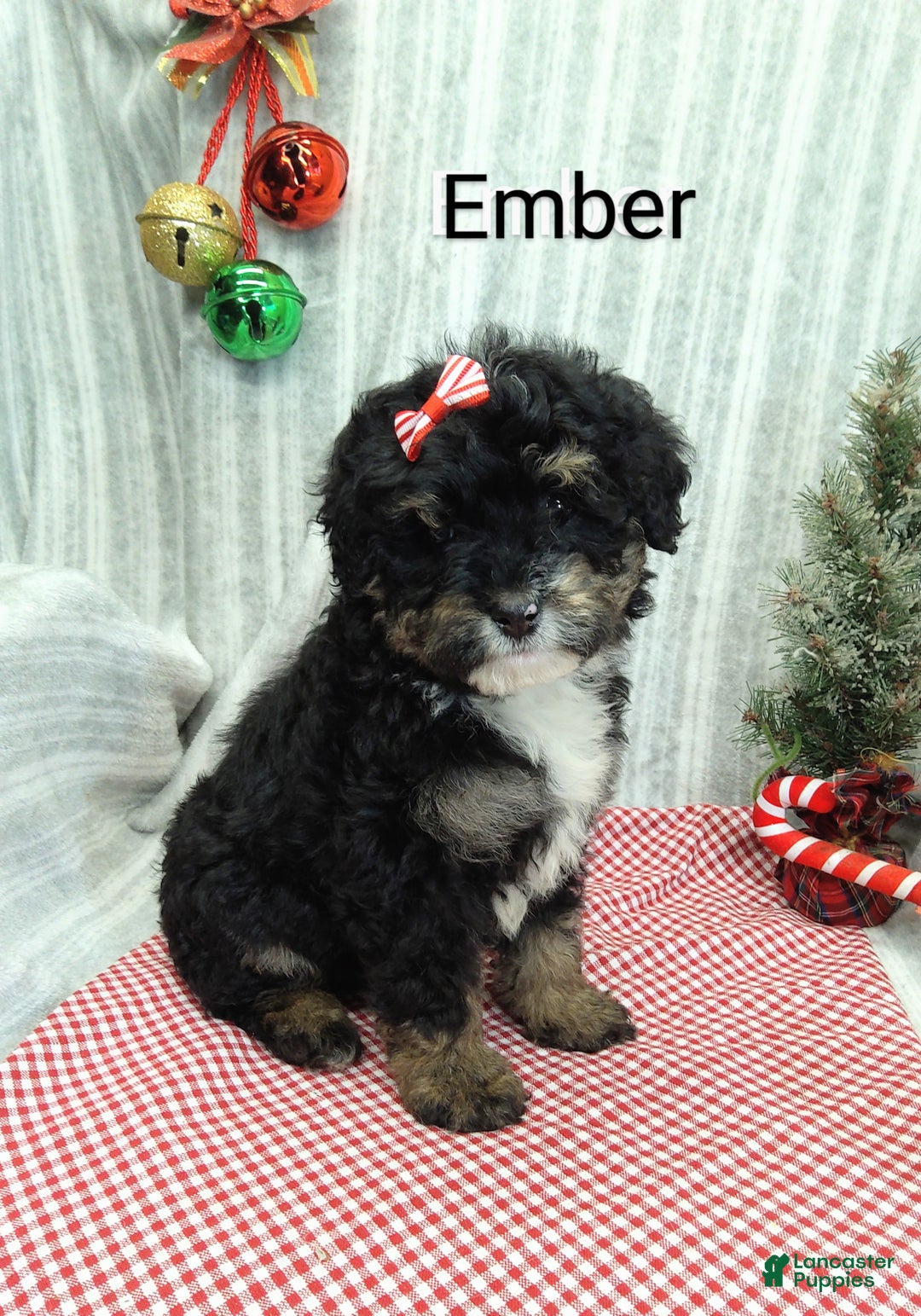 Mini Bernedoodle dogs for sale: Ember - Ad 4
