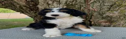 Bernedoodle dogs for sale: George  - Ad 8