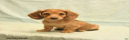 Dachshund dogs for sale: Lewis - Ad 2