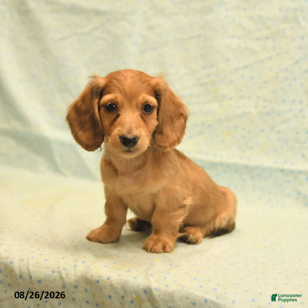 Dachshund dogs for sale: Lewis - Ad 2