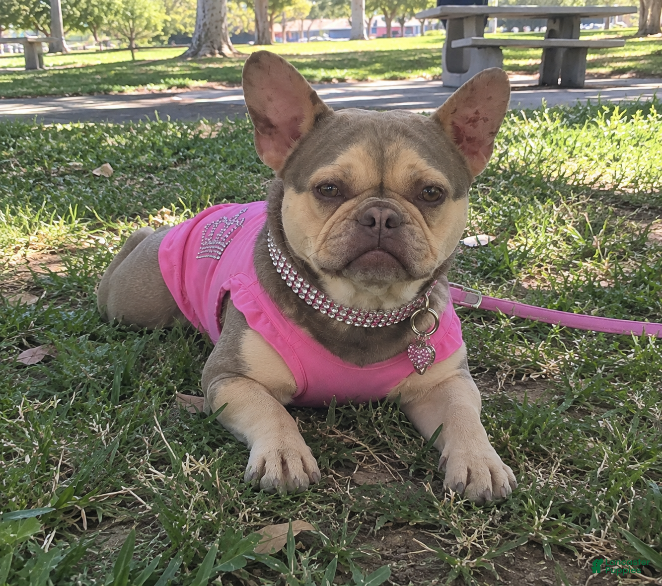 French Bulldog dogs French Bulldog 1 - Ad 35