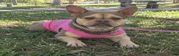 French Bulldog dogs for sale: French Bulldog 1 - Ad 1