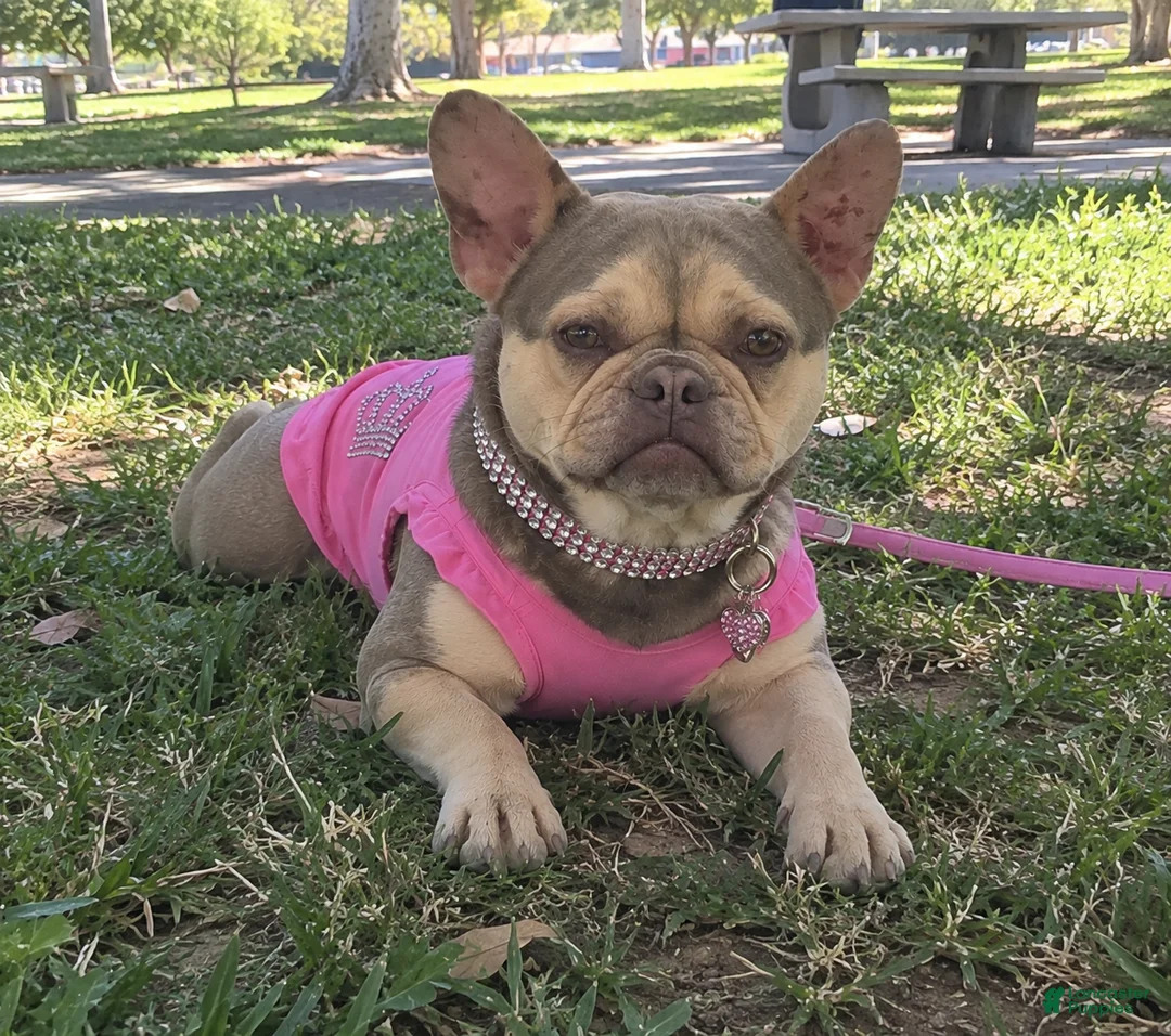 French Bulldog dogs for sale: French Bulldog 1 - Ad 1