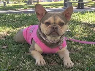 French Bulldog dogs French Bulldog 1 - Ad 35