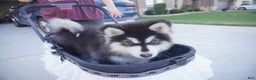 Alaskan Malamute dogs for sale: Xiao Zi - Ad 15