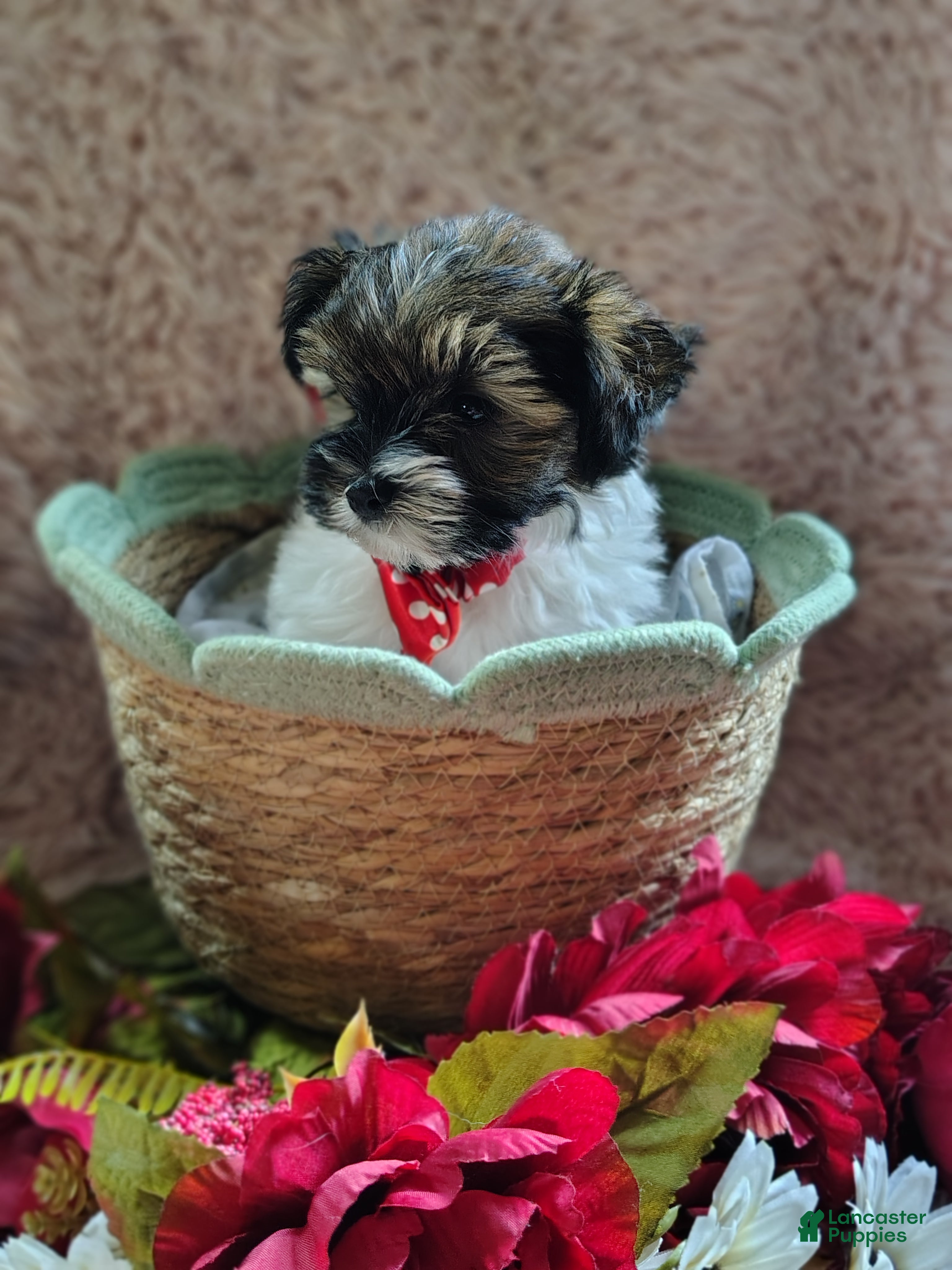 Yorkshire Terrier dogs Mr cuddles - Ad 1