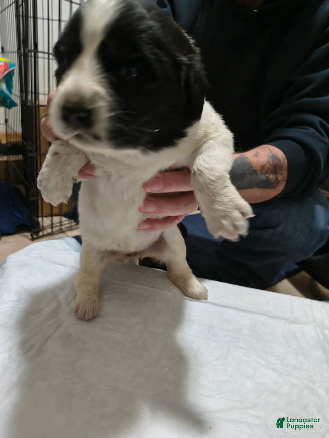 Newfoundland dogs for sale: Orange collar  - Ad 2