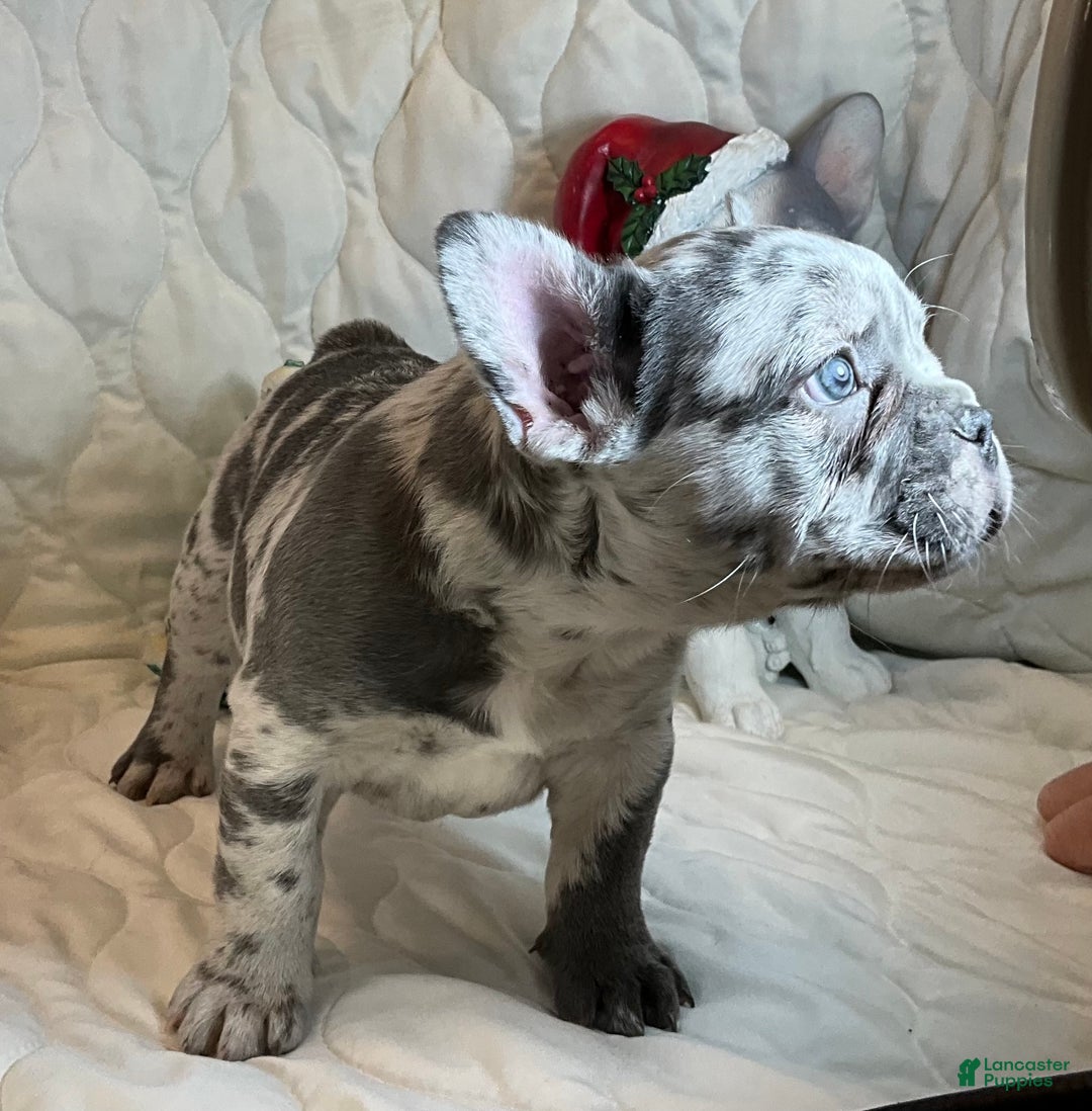 French Bulldog dogs for sale: Tracker - Ad 5