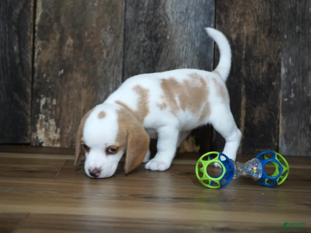 Beagle dogs for sale: Walker - Ad 1