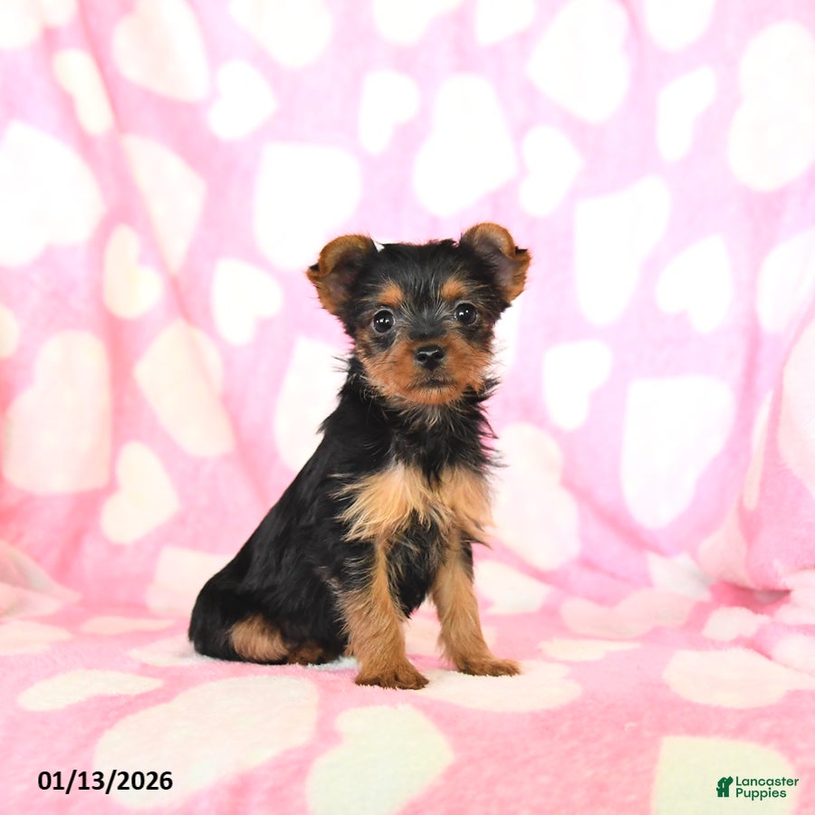 Yorkshire Terrier dogs Tina - Ad 23