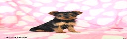 Yorkshire Terrier dogs for sale: Tina - Ad 1