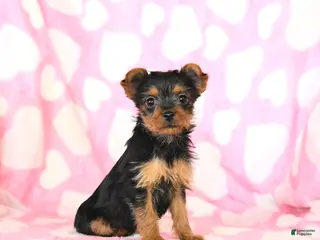Yorkshire Terrier dogs Tina - Ad 38