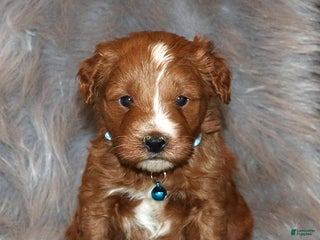 Mini Goldendoodle dogs Waylon 💙 Genetic Clear Parents - Ad 11