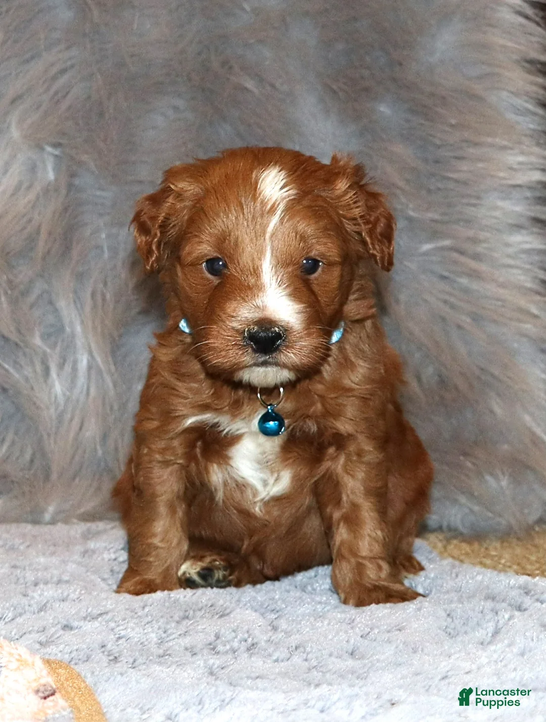 Mini Goldendoodle dogs for sale: Waylon 💙 Genetic Clear Parents - Ad 14