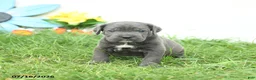 Cane Corso dogs for sale: Russell - Ad 4