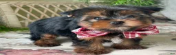 Yorkshire Terrier dogs for sale: Scooby - Ad 5