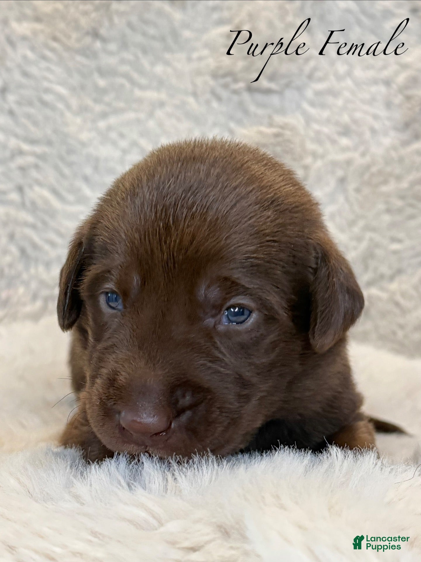 Labrador Retriever dogs Purple Female - Ad 2
